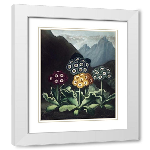 Auriculas White Modern Wood Framed Art Print with Double Matting by Thornton, Dr R