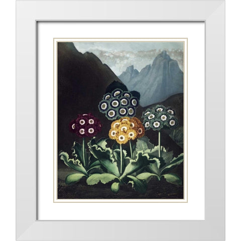 Auriculas White Modern Wood Framed Art Print with Double Matting by Thornton, Dr R
