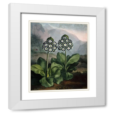Auriculas White Modern Wood Framed Art Print with Double Matting by Thornton, Dr R