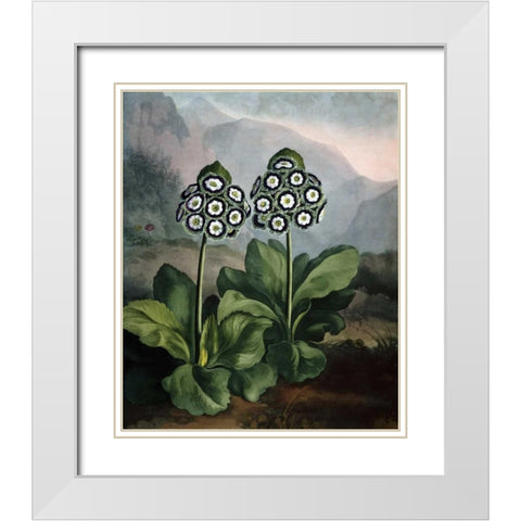 Auriculas White Modern Wood Framed Art Print with Double Matting by Thornton, Dr R