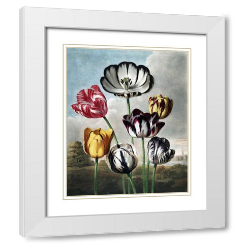 Tulips White Modern Wood Framed Art Print with Double Matting by Thornton, Dr R