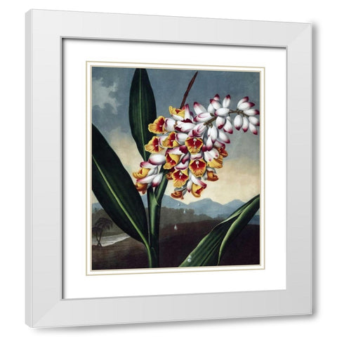 Orchid White Modern Wood Framed Art Print with Double Matting by Thornton, Dr R