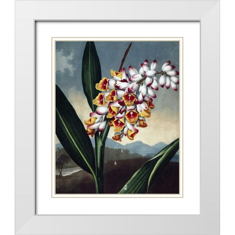 Orchid White Modern Wood Framed Art Print with Double Matting by Thornton, Dr R
