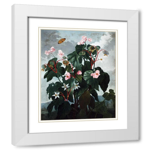 Begonia White Modern Wood Framed Art Print with Double Matting by Thornton, Dr R