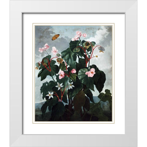 Begonia White Modern Wood Framed Art Print with Double Matting by Thornton, Dr R