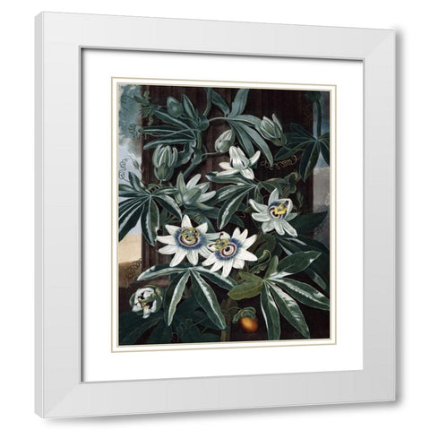 Blue Passion Flower White Modern Wood Framed Art Print with Double Matting by Thornton, Dr R