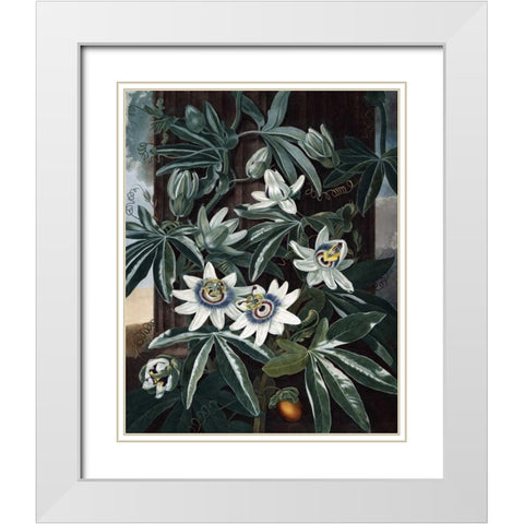 Blue Passion Flower White Modern Wood Framed Art Print with Double Matting by Thornton, Dr R