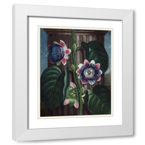 Quadrangular Passion Flower White Modern Wood Framed Art Print with Double Matting by Thornton, Dr R
