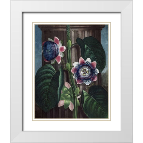 Quadrangular Passion Flower White Modern Wood Framed Art Print with Double Matting by Thornton, Dr R