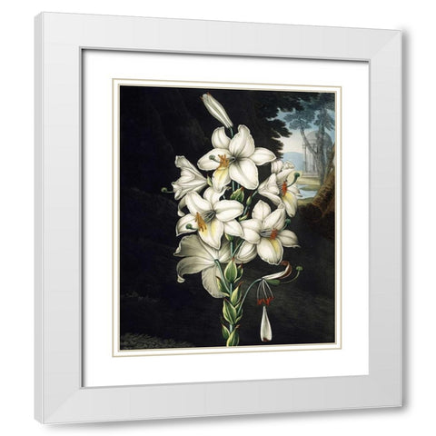 White Lily White Modern Wood Framed Art Print with Double Matting by Thornton, Dr R