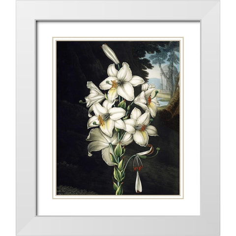 White Lily White Modern Wood Framed Art Print with Double Matting by Thornton, Dr R