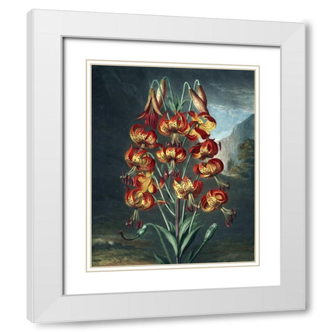 Superb Lily White Modern Wood Framed Art Print with Double Matting by Thornton, Dr R
