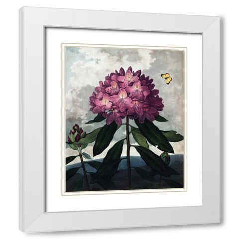 Rhododendron White Modern Wood Framed Art Print with Double Matting by Thornton, Dr R