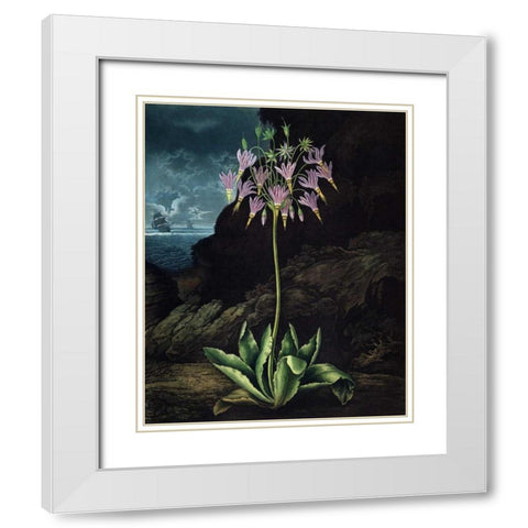 American Cowslip White Modern Wood Framed Art Print with Double Matting by Thornton, Dr R