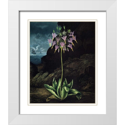 American Cowslip White Modern Wood Framed Art Print with Double Matting by Thornton, Dr R
