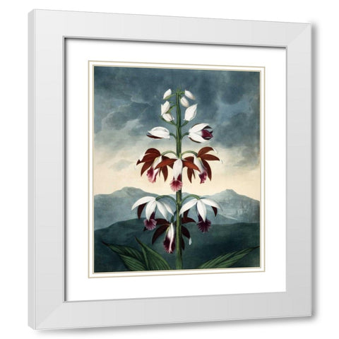 China Limaderen White Modern Wood Framed Art Print with Double Matting by Michaux, Francois A.