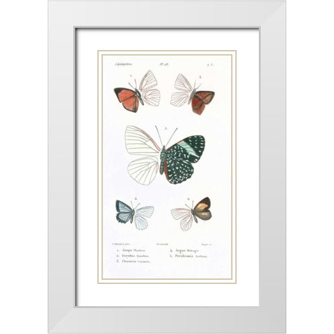 Butterflies, Plate 23 White Modern Wood Framed Art Print with Double Matting by Blanchard, Emile