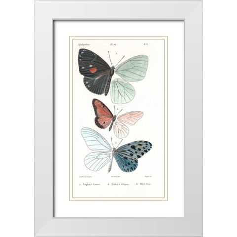 Butterflies, Plate 24 White Modern Wood Framed Art Print with Double Matting by Blanchard, Emile
