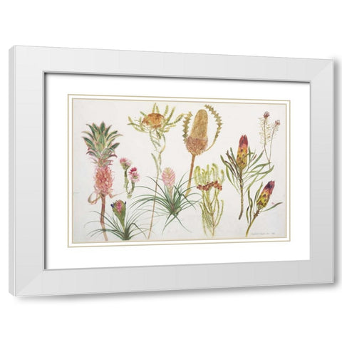 Banksia, Tillandsia, Proteus and Pineapple White Modern Wood Framed Art Print with Double Matting by Blackadder, Elizabeth