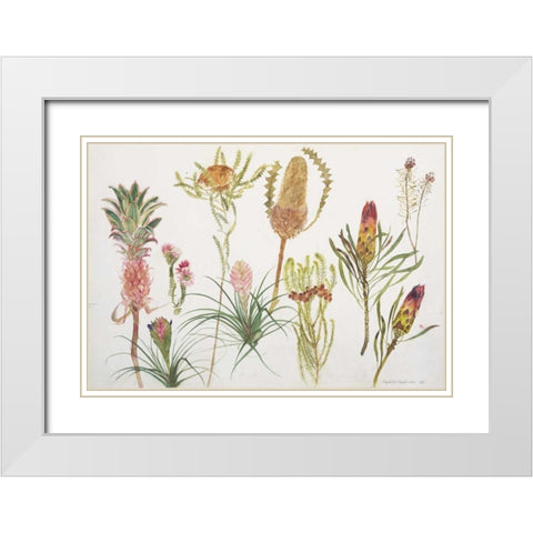 Banksia, Tillandsia, Proteus and Pineapple White Modern Wood Framed Art Print with Double Matting by Blackadder, Elizabeth