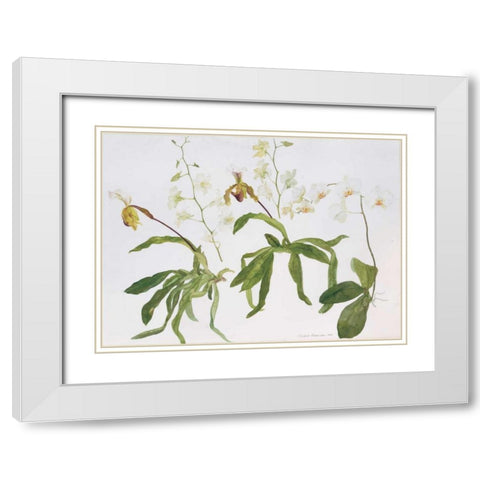 Orchids, Paphiopedilum and Dendrobium White Modern Wood Framed Art Print with Double Matting by Blackadder, Elizabeth