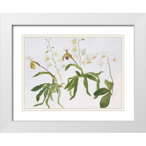 Orchids, Paphiopedilum and Dendrobium White Modern Wood Framed Art Print with Double Matting by Blackadder, Elizabeth