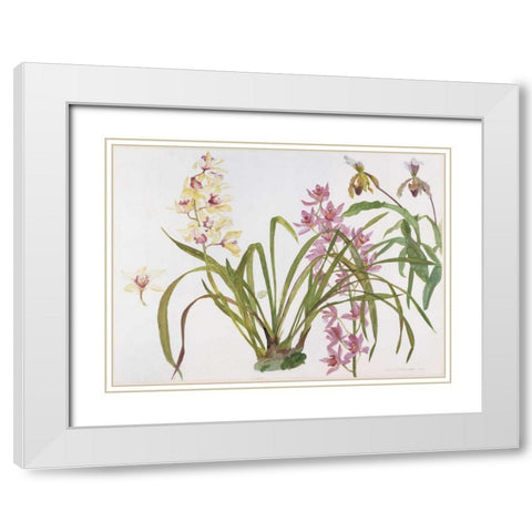 Orchids, Paphiopedilum and Cymbidium White Modern Wood Framed Art Print with Double Matting by Blackadder, Elizabeth