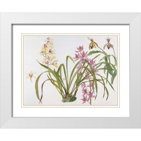 Orchids, Paphiopedilum and Cymbidium White Modern Wood Framed Art Print with Double Matting by Blackadder, Elizabeth