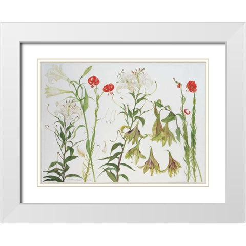 Lilies, Auratum, Nepalense, and Chalcedonicum White Modern Wood Framed Art Print with Double Matting by Blackadder, Elizabeth