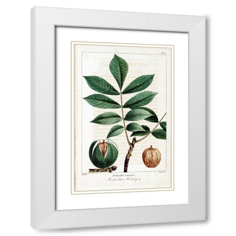 Hickory Nut White Modern Wood Framed Art Print with Double Matting by Michaux, Francois A.
