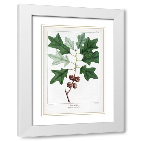 Bears Oak White Modern Wood Framed Art Print with Double Matting by Michaux, Francois A.