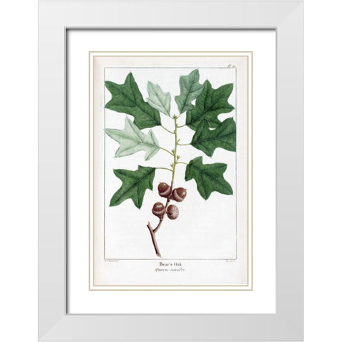 Bears Oak White Modern Wood Framed Art Print with Double Matting by Michaux, Francois A.