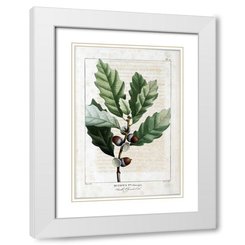 Small Chestnut Oak White Modern Wood Framed Art Print with Double Matting by Michaux, Francois A.