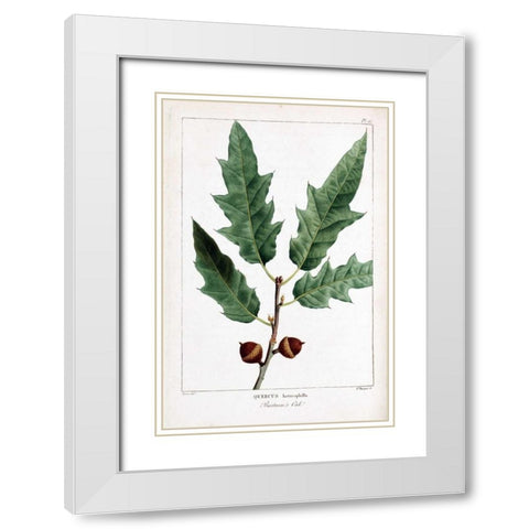 Bartrams Oak White Modern Wood Framed Art Print with Double Matting by Michaux, Francois A.