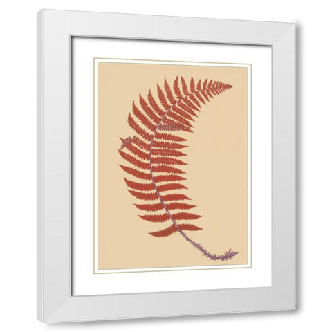 Soft Prickly Shield Fern White Modern Wood Framed Art Print with Double Matting by Heath, Francis George