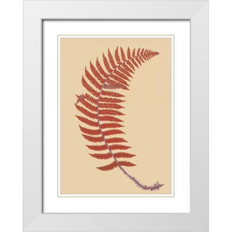 Soft Prickly Shield Fern White Modern Wood Framed Art Print with Double Matting by Heath, Francis George