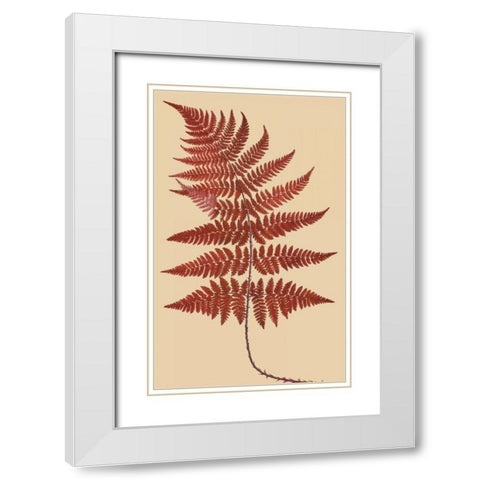Broad Buckler Fern White Modern Wood Framed Art Print with Double Matting by Heath, Francis George