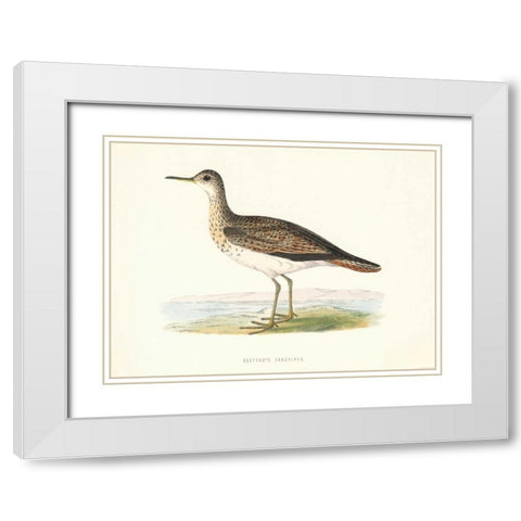 Bartrams Sandpiper White Modern Wood Framed Art Print with Double Matting by Morris, Rev FO