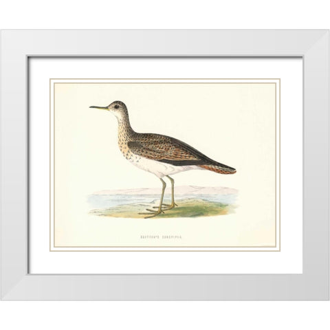 Bartrams Sandpiper White Modern Wood Framed Art Print with Double Matting by Morris, Rev FO