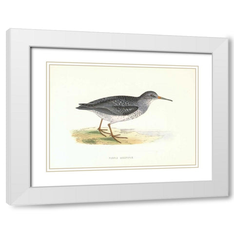 Purple Sandpiper White Modern Wood Framed Art Print with Double Matting by Morris, Rev FO