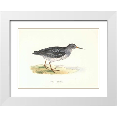 Purple Sandpiper White Modern Wood Framed Art Print with Double Matting by Morris, Rev FO