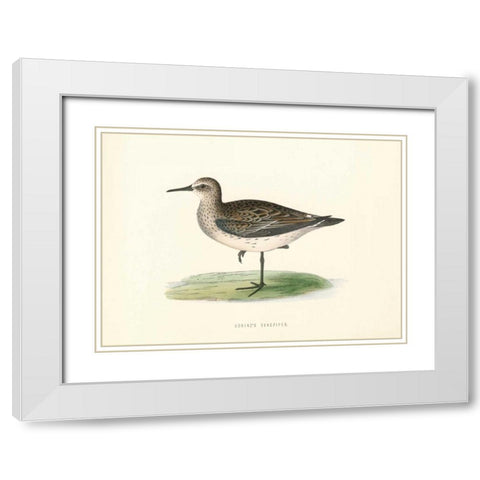 Schinzs Sandpiper White Modern Wood Framed Art Print with Double Matting by Morris, Rev FO