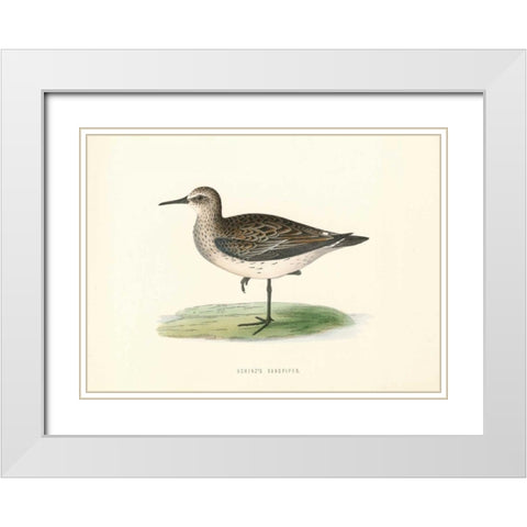 Schinzs Sandpiper White Modern Wood Framed Art Print with Double Matting by Morris, Rev FO