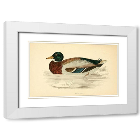 Wild Duck White Modern Wood Framed Art Print with Double Matting by Morris, Rev FO