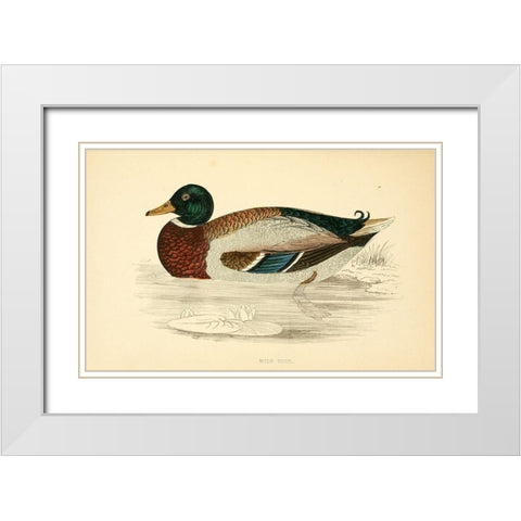 Wild Duck White Modern Wood Framed Art Print with Double Matting by Morris, Rev FO