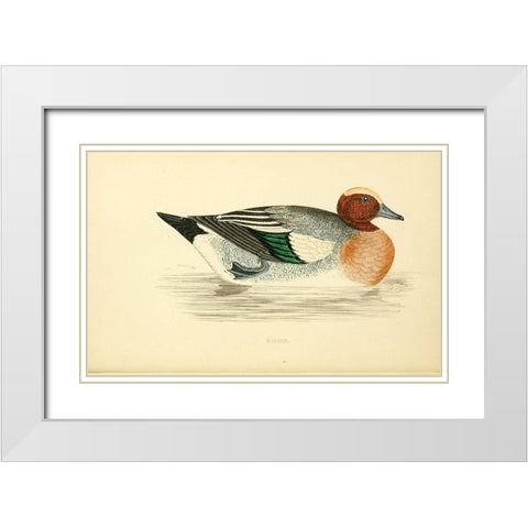 Wigeon White Modern Wood Framed Art Print with Double Matting by Morris, Rev FO