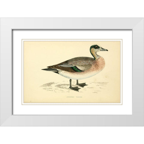 American Wigeon White Modern Wood Framed Art Print with Double Matting by Morris, Rev FO