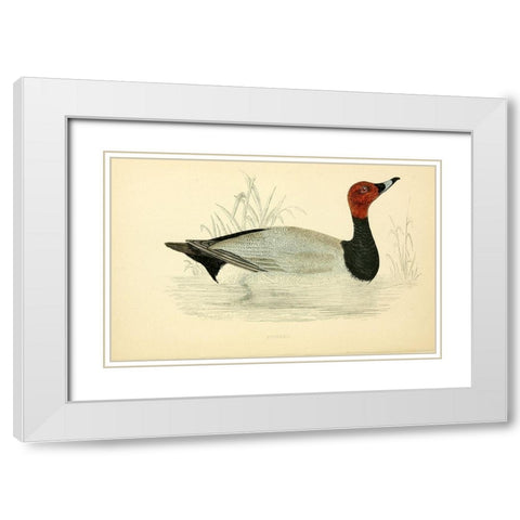 Pochard White Modern Wood Framed Art Print with Double Matting by Morris, Rev FO