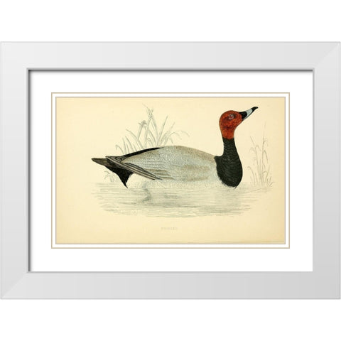 Pochard White Modern Wood Framed Art Print with Double Matting by Morris, Rev FO