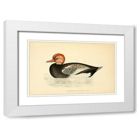 Red Crested Whistling Duck White Modern Wood Framed Art Print with Double Matting by Morris, Rev FO